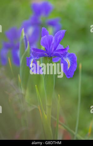 Blaue Iris Blumen. Stockfoto