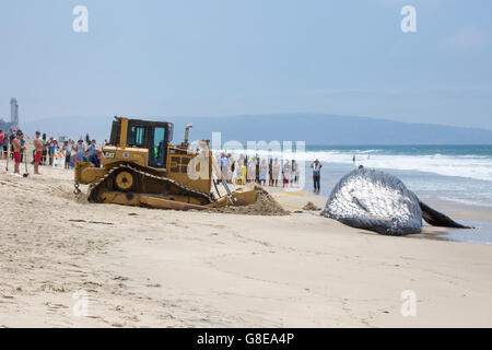 Playa Del Rey, Califormia, USA. 1. Juli 2016.  Ein Bulldozer bewegt sich vorwärts, einem verstorbenen Buckelwal in Richtung Ozean Dockweiler State Beach, ein beliebter Strand befindet sich in der Gegend von Los Angeles zurückzudrängen.  Der Wal wurde auf 10-20 Jahre alt, wiegt 22 Tonnen und 45 Fuß Länge geschätzt. Es gab keine offensichtlichen Anzeichen von Trauma und die Todesursache ist unbekannt.  Der Wal erhielt den Namen "Wally" und wurde später erfolgreich abgeschleppt zum Meer bei Flut von zwei Boote der Los-Angeles-County-Lifeguard. Bildnachweis: Sheri Determan / Alamy Live News Stockfoto