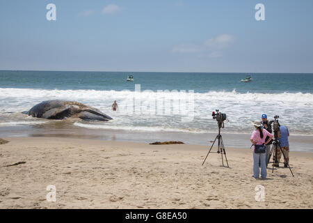 Playa Del Rey, Kalifornien, USA. 1. Juli 2016. Zwei Los Angeles County Lifeguard Boote stehen bereit zum Ziehen eines verstorbenen Buckelwal zurück in den Ozean zu versuchen. Der Wal gewaschen oben am Ufer bei Dockweiler State Beach, einem beliebten Strand in der Gegend von Los Angeles in der Nacht vor. Der Wal wurde geschätzt auf 10-20 Jahre alt sein, 22 Tonnen schwer und 45 Meter lang. Es waren keine offensichtlichen Anzeichen von Trauma und die Todesursache ist nicht bekannt. Der Wal war der Name 'Wally' und wurde später erfolgreich auf hohe See geschleppt bei Flut in den frühen Abendstunden. © SHERI Determan/Ala Stockfoto