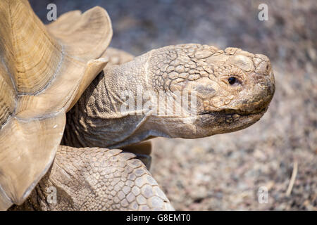 Spornschildkröte - Centrochelys sulcata Stockfoto