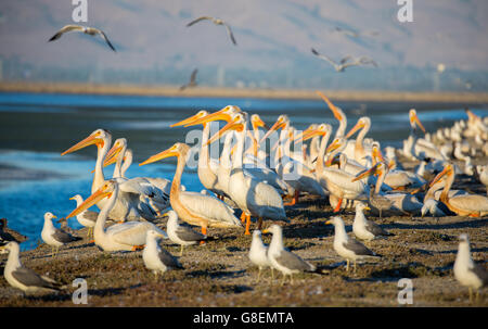 Pelikane und Möwen am Deich; Alviso, CA Stockfoto