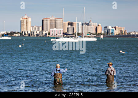 Fischer waten in Sarasota Bay in Sarasota, Florida. Stockfoto