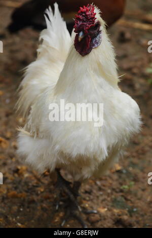Weiße Silkie Hühner im Hühnerhof Stockfoto