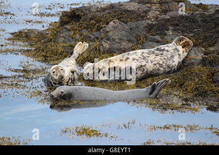 Graue Dichtungen auf Bardsey Island, North Wales Stockfoto