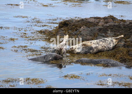 Graue Dichtungen auf Bardsey Island, North Wales Stockfoto