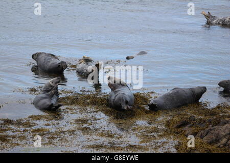 Graue Dichtungen auf Bardsey Island, North Wales Stockfoto