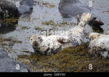 Graue Dichtungen auf Bardsey Island, North Wales Stockfoto