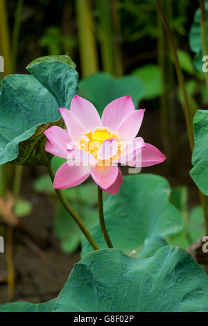 Ein Pink Lotus Blume in einer asiatischen Garten wachsenden Stockfoto