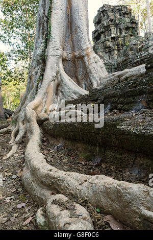 Asien, Kambodscha, Siem Reap, Angkor, Dschungeltempel Ta Nei, riesige Würgefeige Baum Stockfoto