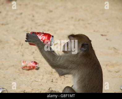 Longtaile Makaken Affen Getränke Koks am Strand, Thailand Stockfoto