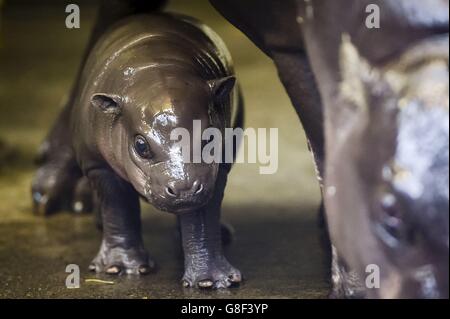 Ein noch unbenanntes, drei Wochen altes Baby-Pygmäenkalb im Hippopotamus bleibt bei der Erkundung des Hippohauses im Bristol Zoo nahe bei seiner Mutter, den Beinen von Sirana. Stockfoto