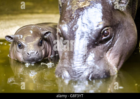 Ein noch unbenanntes, drei Wochen altes Baby-Pygmäen-Hippopotamus-Kalb bleibt seiner Mutter, Sirana, nahe, während es das Hippohaus des Bristol Zoos erkundet. Stockfoto