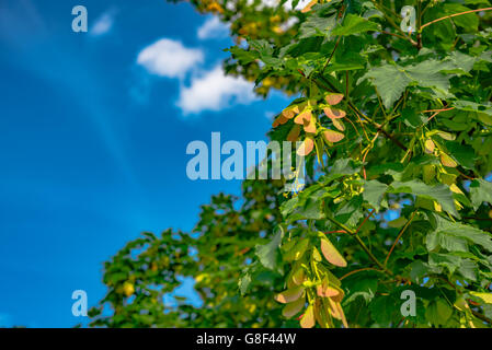 geflügelte Ahorn Samen am Baum Stockfoto