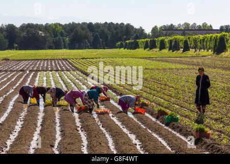 Frauen in diesem Bereich arbeiten und Zwiebeln zu Pflanzen. Stockfoto