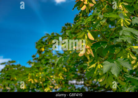 geflügelte Ahorn Samen am Baum Stockfoto