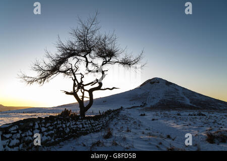 Einsamer Baum in einer Winterlandschaft - Nähe-Topping Stockfoto