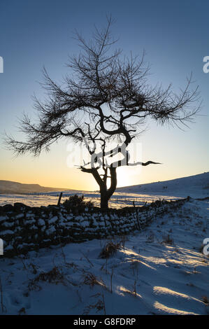 Einsamer Baum in einer Winterlandschaft - Nähe-Topping Stockfoto