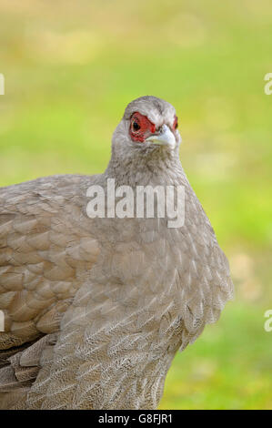 Vertikale Porträt des weiblichen Erwachsenen Silber Fasan, Lophura Nycthemera. Stockfoto