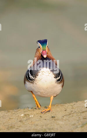 Vertikale Porträt eines Mandarin Duck, Aix Galericulata, erwachsener Mann zu Fuß auf den Boden. Stockfoto