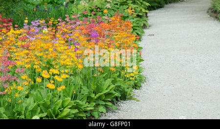 Primula Beesiana. Kandelaber Primel. Kandelaber Primula, Harlow Carr Hybrid Blumen an der RHS Harlow Carr Harrogate, England Stockfoto