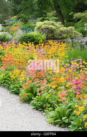 Primula Beesiana. Kandelaber Primel. Kandelaber Primula, Harlow Carr Hybrid Blumen an der RHS Harlow Carr Harrogate, England Stockfoto