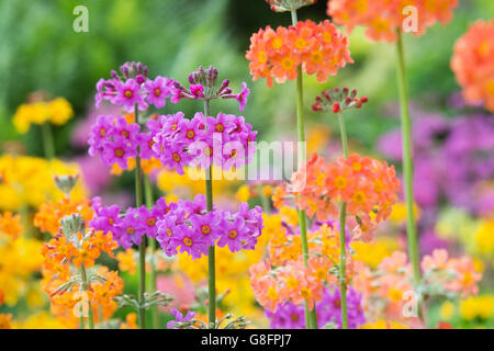 Primula Beesiana. Kandelaber Primel. Kandelaber Primula, Harlow Carr Hybrid Blumen an der RHS Harlow Carr Harrogate, England Stockfoto