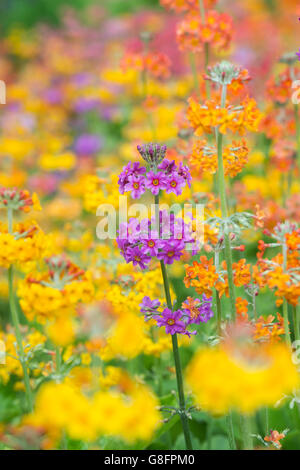 Primula Beesiana. Kandelaber Primel. Kandelaber Primula, Harlow Carr Hybrid Blumen an der RHS Harlow Carr Harrogate, England Stockfoto