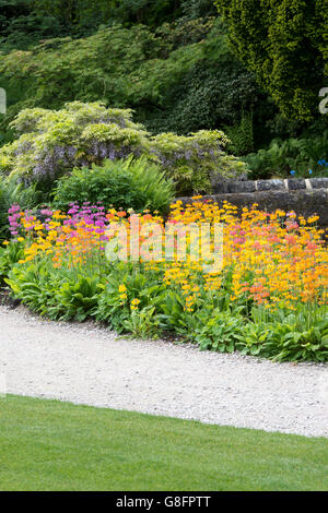 Primula Beesiana. Kandelaber Primel. Kandelaber Primula, Harlow Carr Hybrid Blumen an der RHS Harlow Carr Harrogate, England Stockfoto