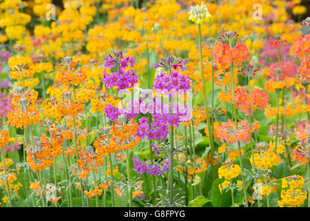 Primula Beesiana. Kandelaber Primel. Kandelaber Primula, Harlow Carr Hybrid Blumen an der RHS Harlow Carr Harrogate, England Stockfoto