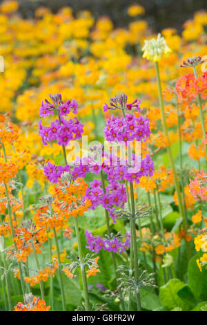 Primula Beesiana. Kandelaber Primel. Kandelaber Primula, Harlow Carr Hybrid Blumen an der RHS Harlow Carr Harrogate, England Stockfoto