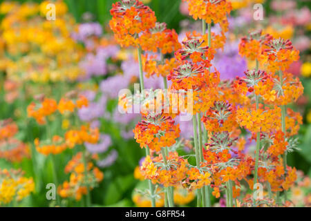 Primula Beesiana. Kandelaber Primel. Kandelaber Primula, Harlow Carr Hybrid Blumen an der RHS Harlow Carr Harrogate, England Stockfoto