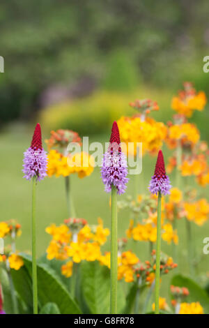 Primula Vialii. Orchideen Primel. Poker-Primrose Stockfoto