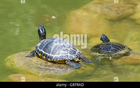 zwei Schildkröten in einem grünen Teich Stockfoto