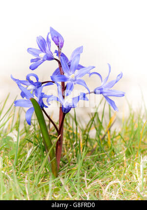 Makro einer blauen Scilla-Blume (Chionodoxa Luciliae) in der Wiese Stockfoto