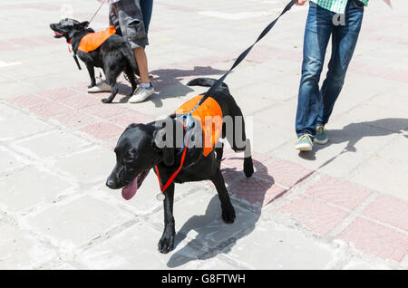 Ein Begleithund ist ausgebildet, um zu helfen oder eine Person mit einer Behinderung zu unterstützen. Viele werden von einer Hilfe Hund organisatorisch ausgebildet. Stockfoto