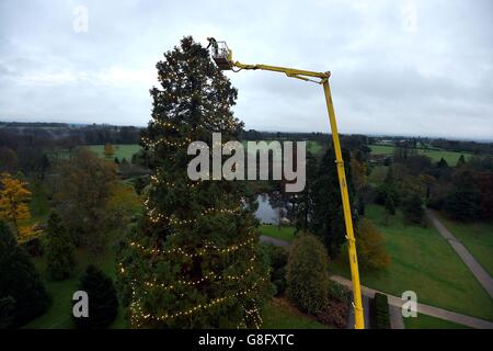 Ein Arbeiter auf einem Kirschpflücker inspiziert den größten lebenden Weihnachtsbaum Großbritanniens, einen riesigen, etwa 110 m hohen Redwood, nachdem er am Wakehurst Place in West Sussex dekoriert und neu vermessen wurde. Stockfoto