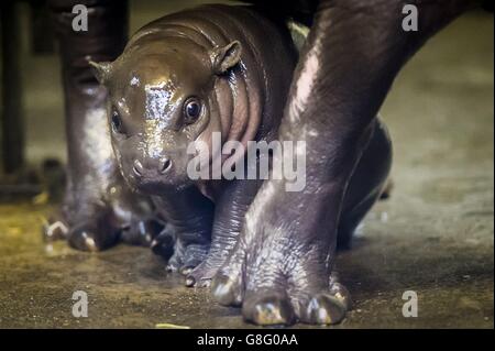 Ein noch unbenanntes, drei Wochen altes Baby-Pygmäenkalb im Hippopotamus bleibt bei der Erkundung des Hippohauses im Bristol Zoo nahe bei seiner Mutter, den Beinen von Sirana. Stockfoto