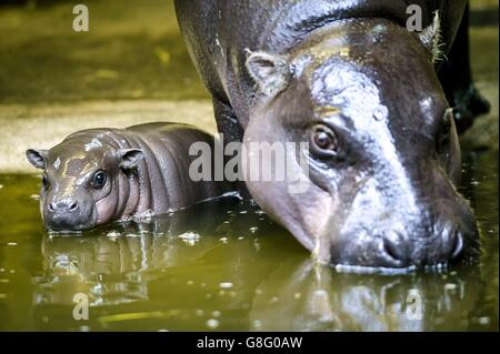 Pygmy Hippopotamus Kalb im Zoo von Bristol Stockfoto