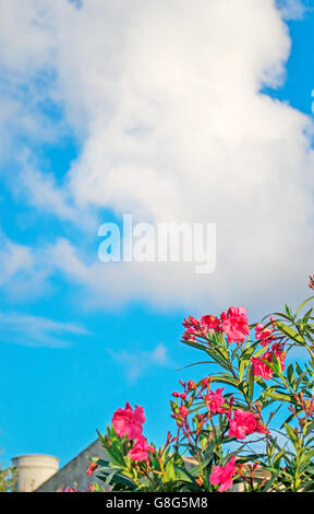 Rosa Oleander unter blauem Himmel Stockfoto