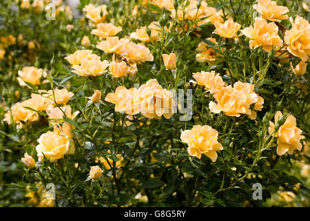 Rosa Gold Spice "Frymega". Gelbe Strauchrose in einem englischen Garten. Stockfoto