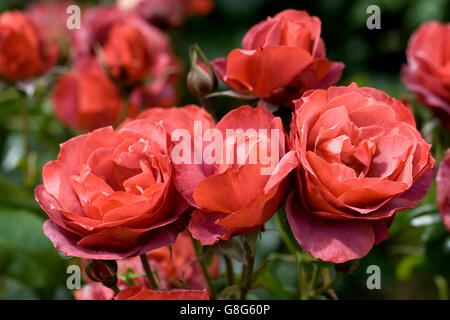 Rosa heiße Schokolade "Wekpaltez".  Strauchrose in einem englischen Garten. Stockfoto