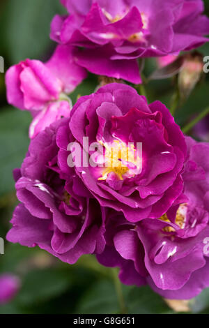 Rosa-Rhapsody in Blue "Frantasia". Strauchrose in einem englischen Garten. Stockfoto