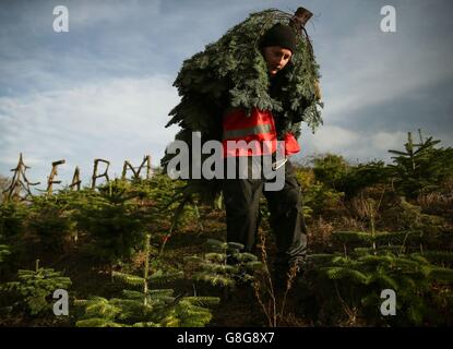 Der Farmarbeiter Charlie Blount trägt auf der familiär geführten Christbaumfarm Caulstown, Co. Meath, einen Edeltanne-Weihnachtsbaum, der im Vorfeld zu Weihnachten für öffentliche Besuche geöffnet ist. Stockfoto