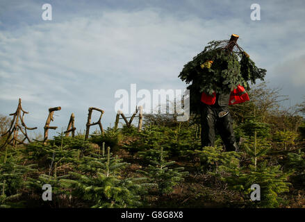 Caulstown Christmas Tree Farm Stockfoto