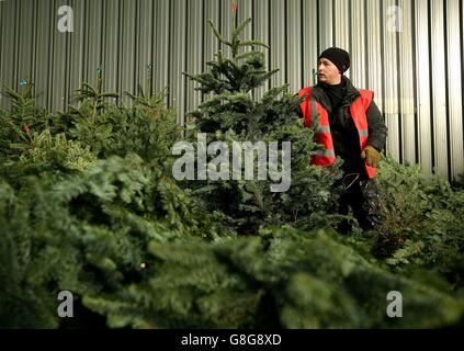 Caulstown Christmas Tree Farm Stockfoto