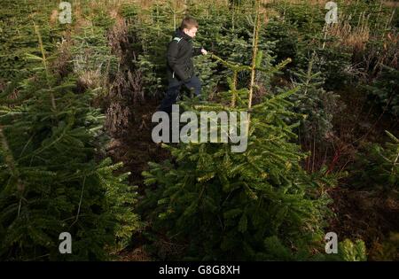 Ein Schüler der Kilcoskan National School spaziert auf der familiengeführten Christbaumfarm von Caulstown, Co. Meath, die vor Weihnachten für öffentliche Besuche geöffnet ist, unter den Bäumen. Stockfoto