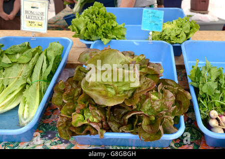 Salat, Bauernmarkt, Tucson, Arizona, USA. Stockfoto