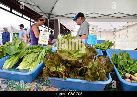 Salat, Bauernmarkt, Tucson, Arizona, USA. Stockfoto