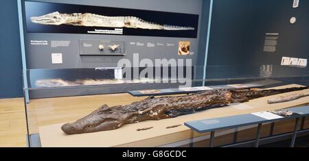 Mumifizierte Krokodil im British Museum Stockfoto