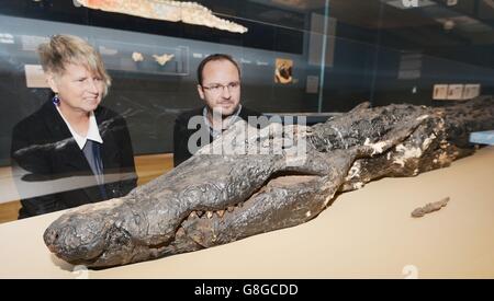 Mumifizierte Krokodil im British Museum Stockfoto